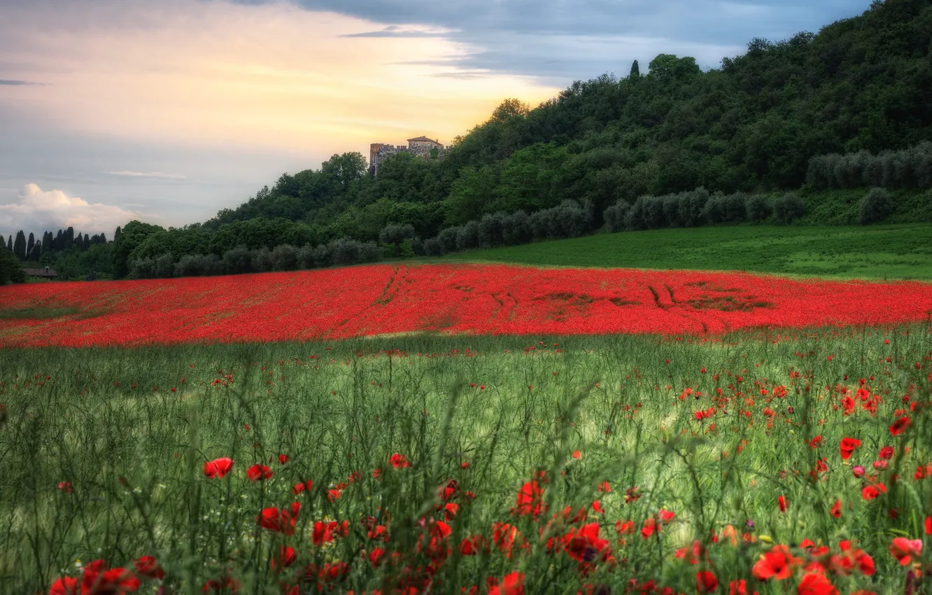 Photo wallpaper field, forest, summer, flowers, castle, Maki, meadow, red