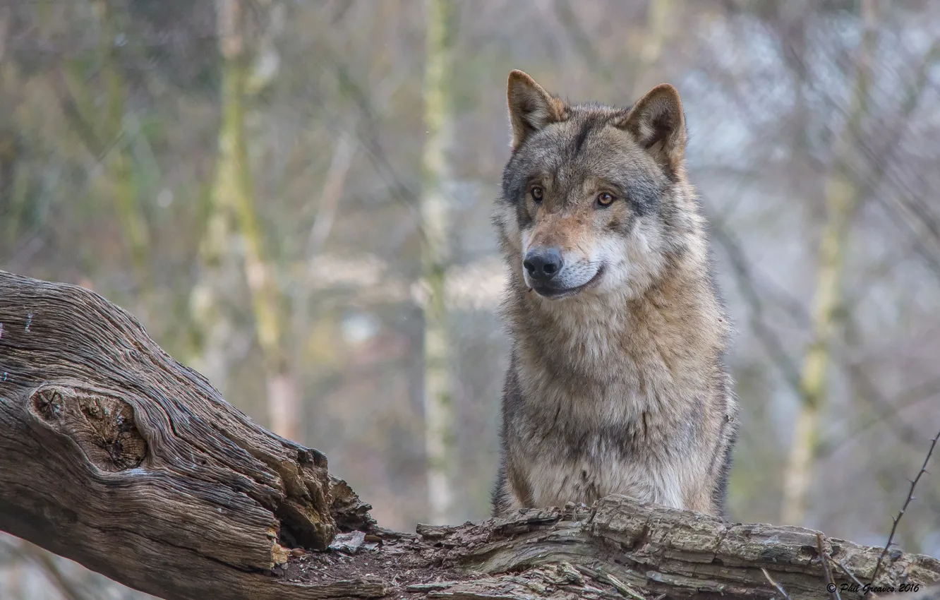 Photo wallpaper look, wolf, predator, snag, bokeh
