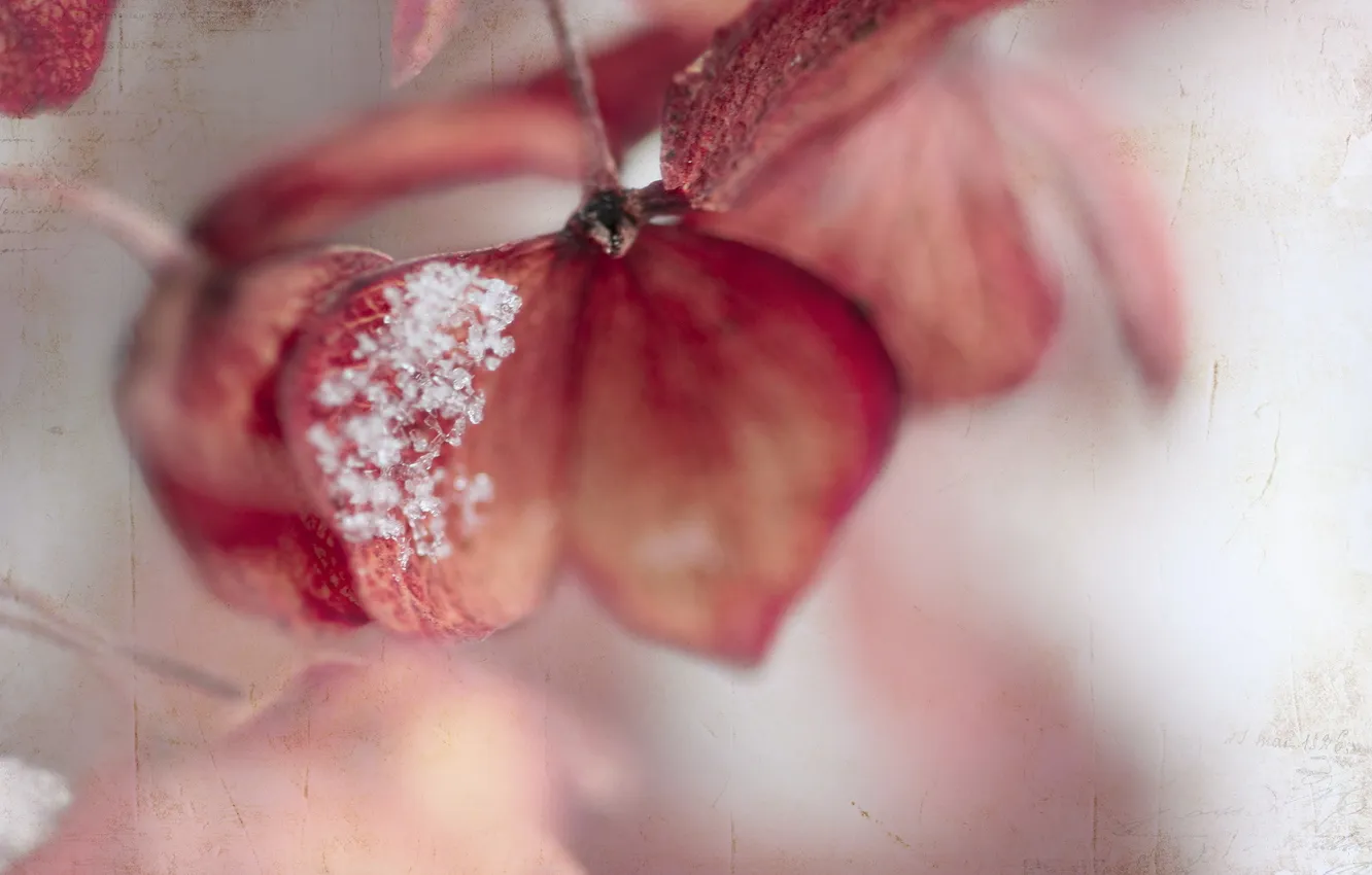 Photo wallpaper macro, flowers, style, background