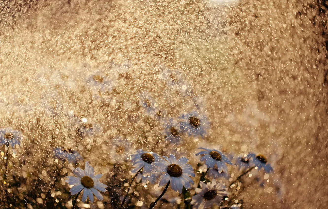 Photo wallpaper flowers, nature, rain, chamomile