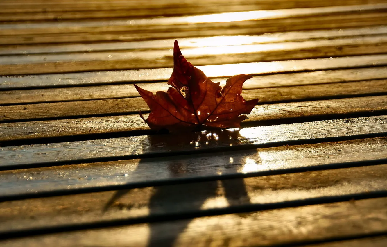 Photo wallpaper autumn, leaves, macro, light, Board