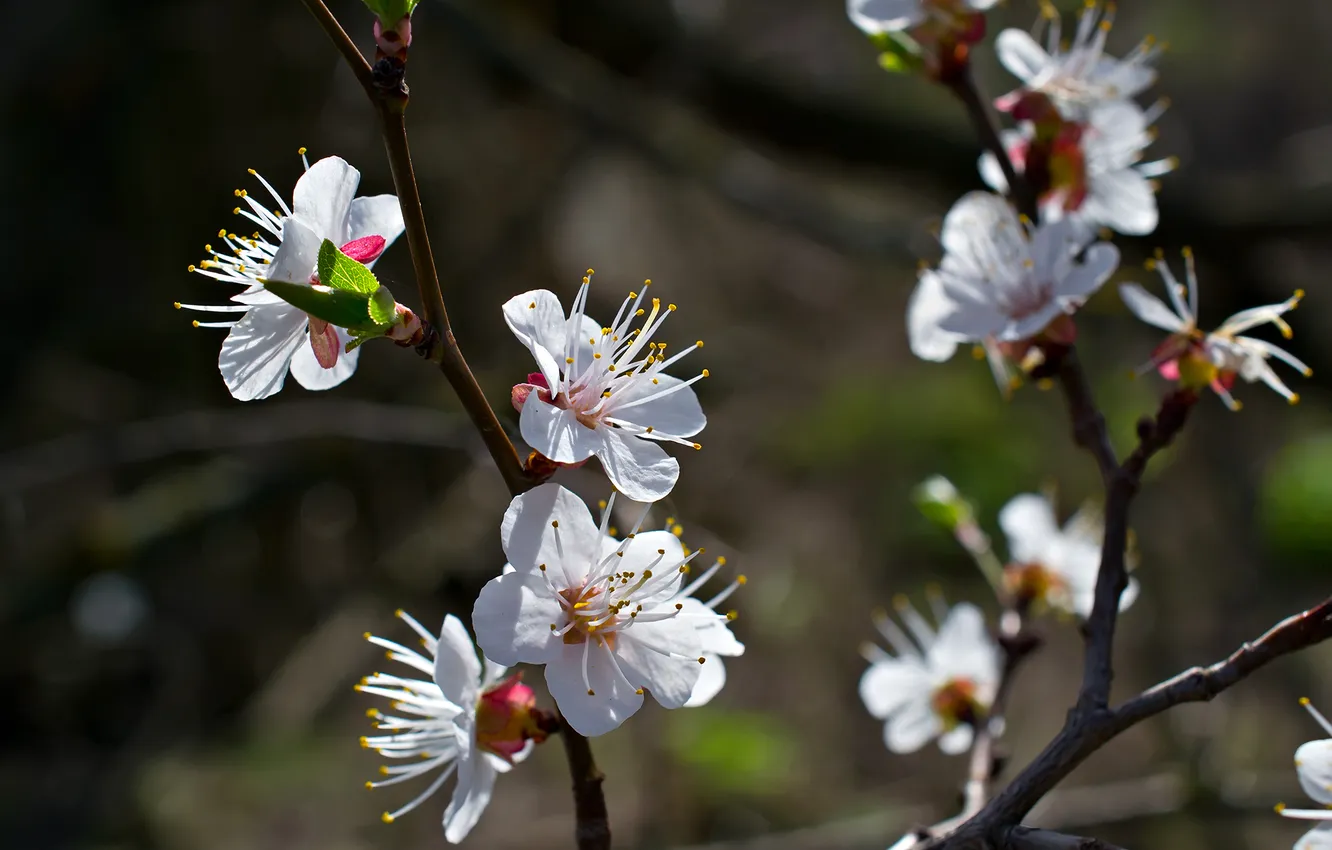 Photo wallpaper flowers, branches, spring, Sunny, fruit tree