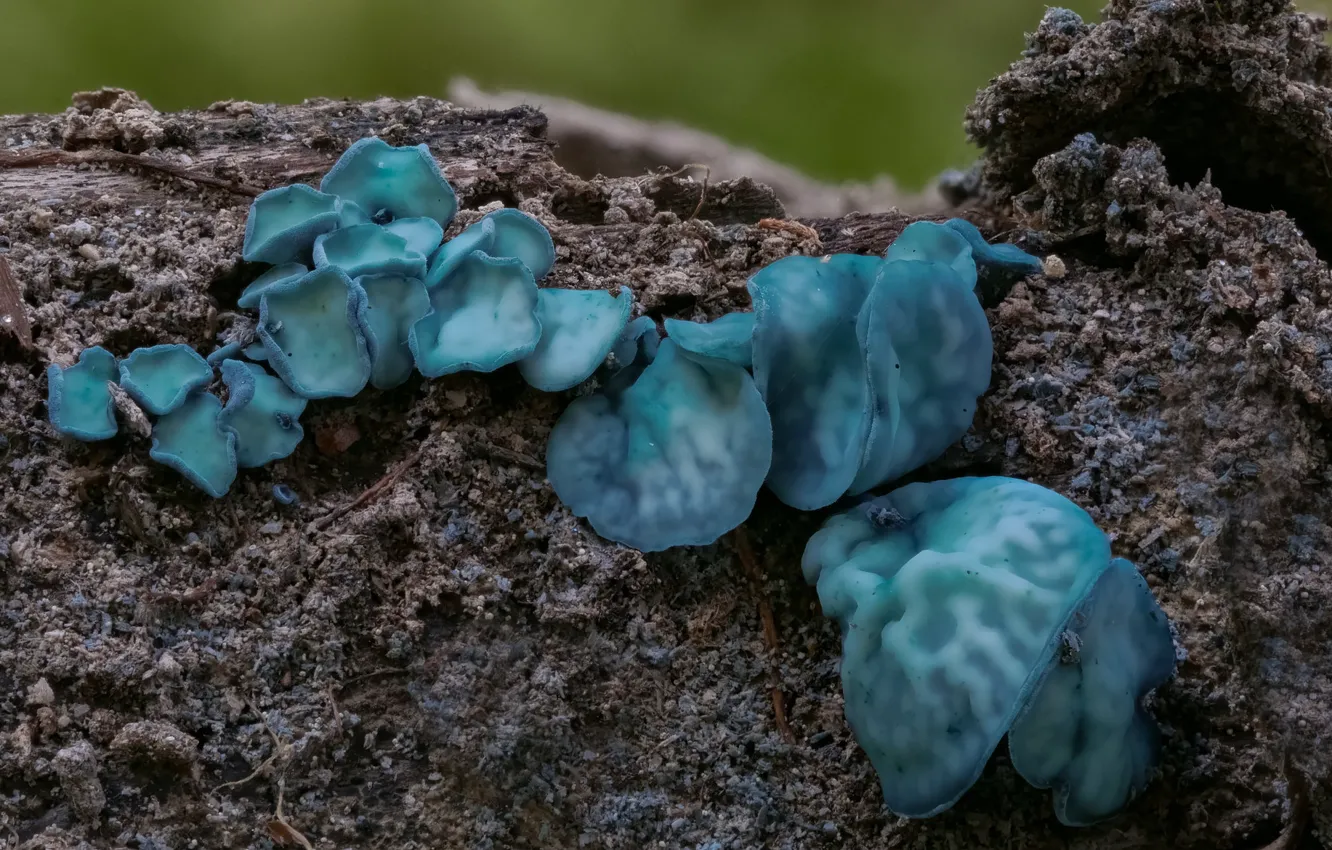 Photo wallpaper macro, mushrooms, Beat Buetikofer, blue mushrooms