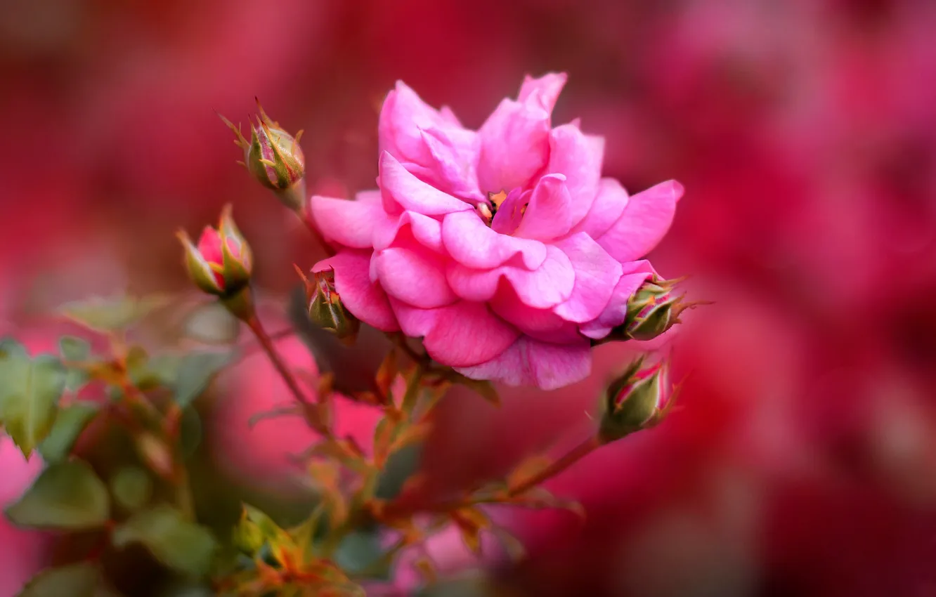 Photo wallpaper flower, background, rose, buds