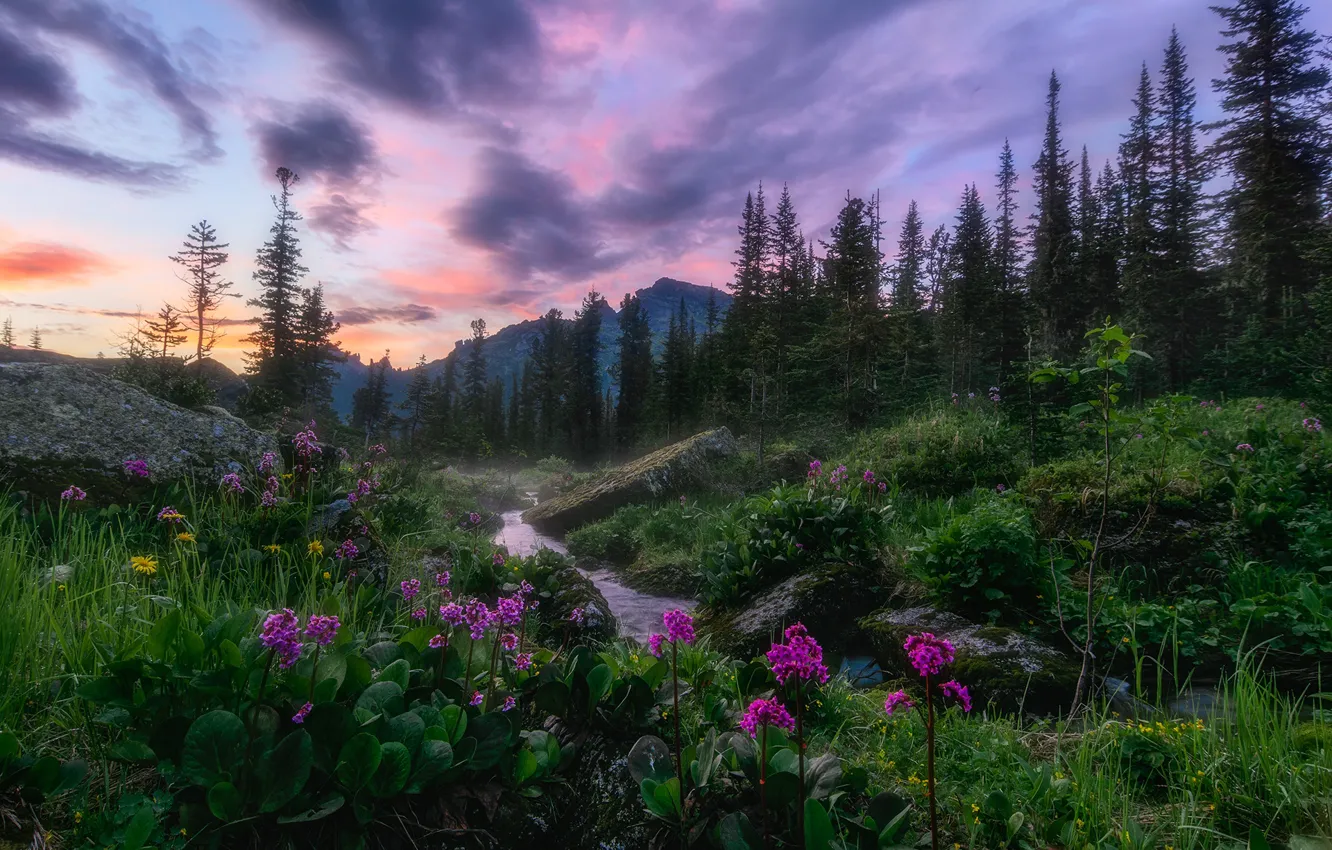 Photo wallpaper grass, landscape, flowers, mountains, nature, stream, stones, morning