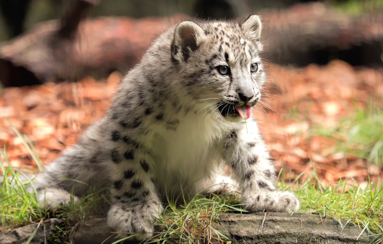 Photo wallpaper language, IRBIS, snow leopard, sitting, cub