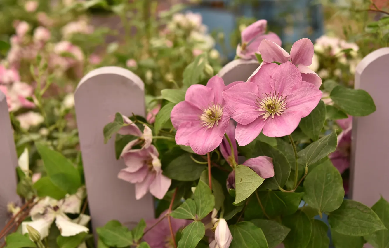 Photo wallpaper the fence, pink, clematis