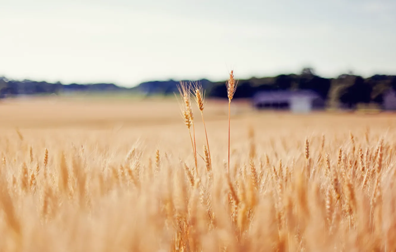 Photo wallpaper wheat, field, gold, blur, spikelets
