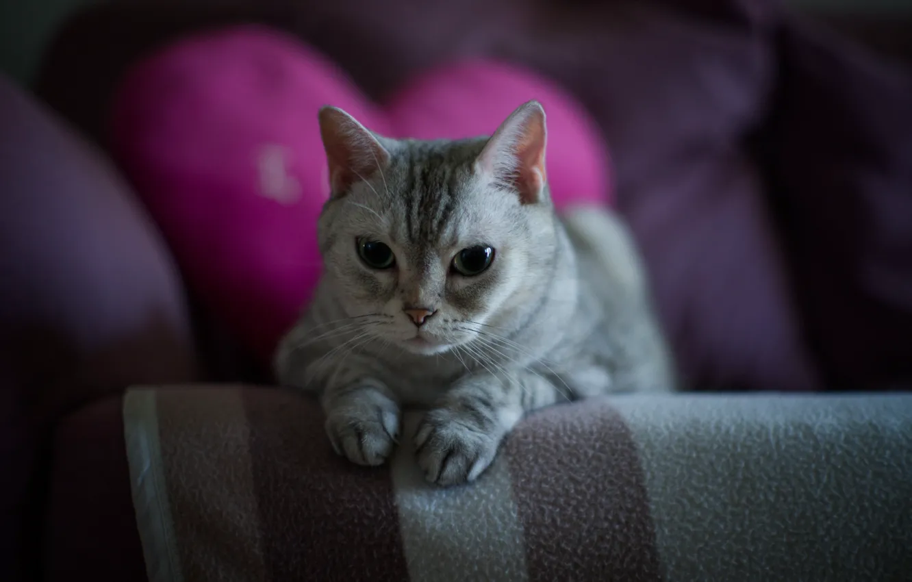 Photo wallpaper cat, cat, look, pose, face