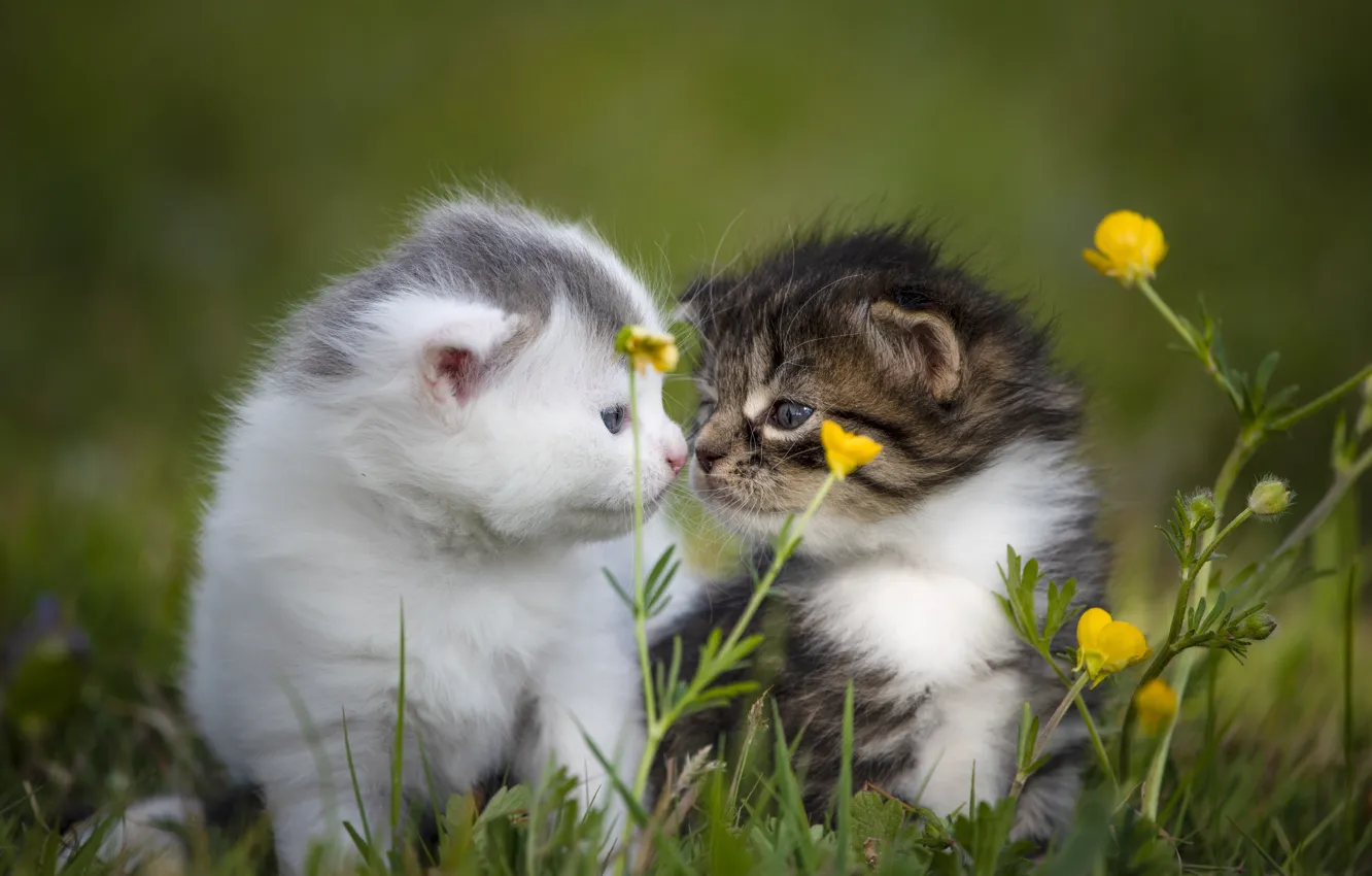 Photo wallpaper cats, flowers, kitty, pair, kittens, kids, a couple, Duo