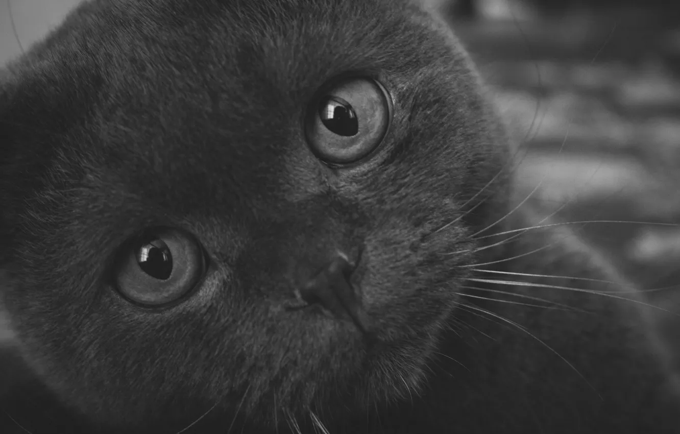 Photo wallpaper eyes, cat, look, macro, photo, grey, background, pupils