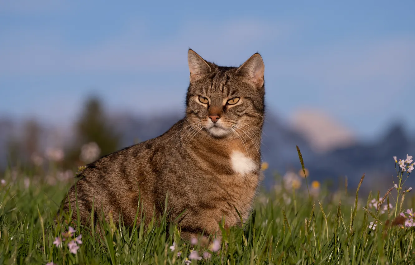 Photo wallpaper cat, cat, nature, sitting