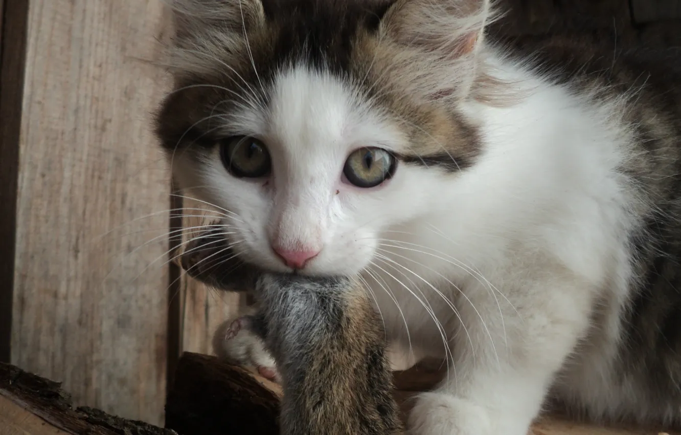 Photo wallpaper kitty, predator, mouse