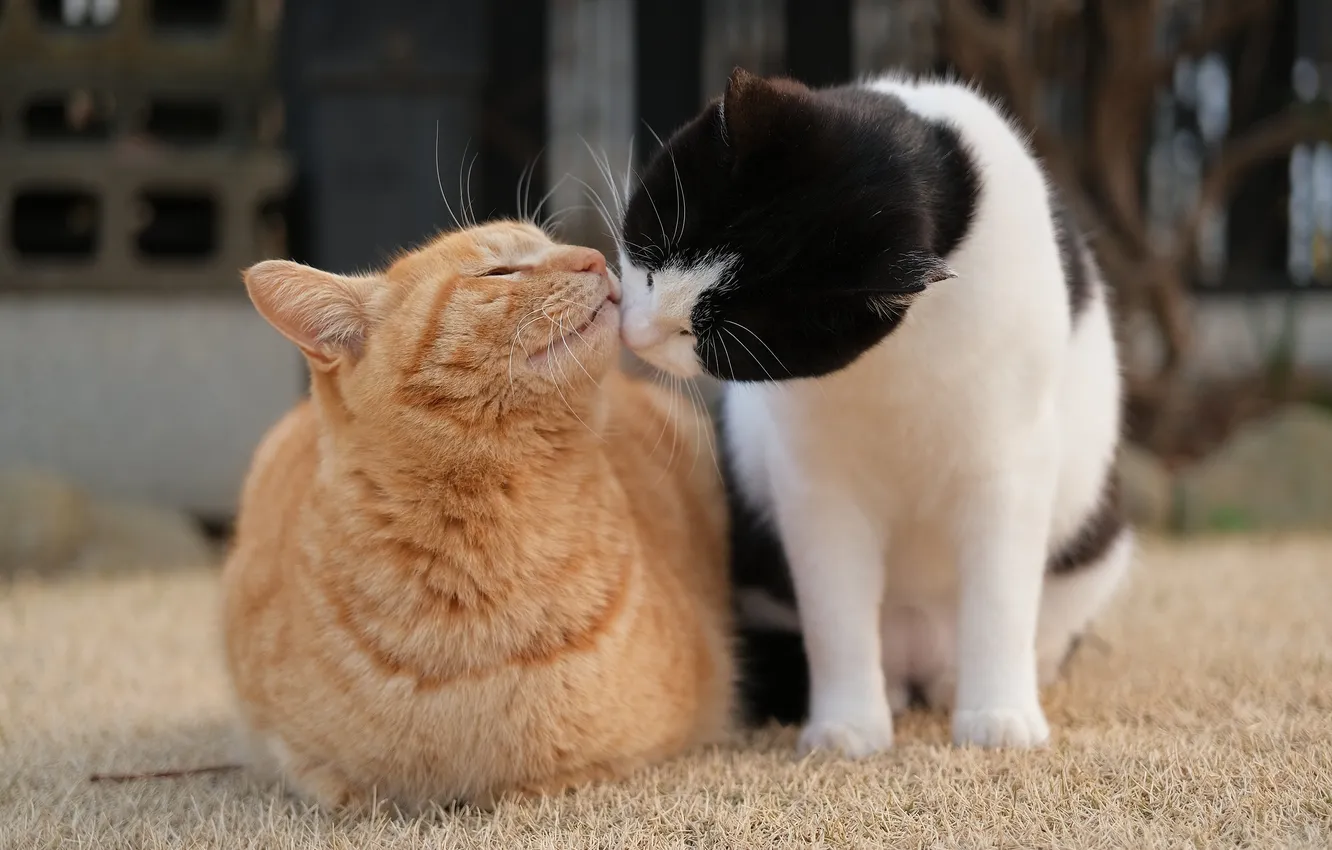 Photo wallpaper cat, cat, nihayda, They're being nice