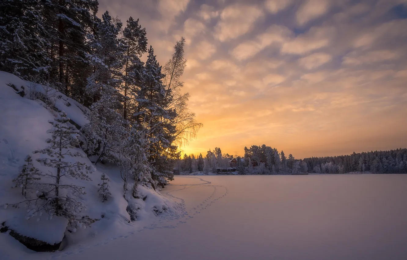 Photo wallpaper winter, forest, snow, trees, traces, dawn, morning, Finland