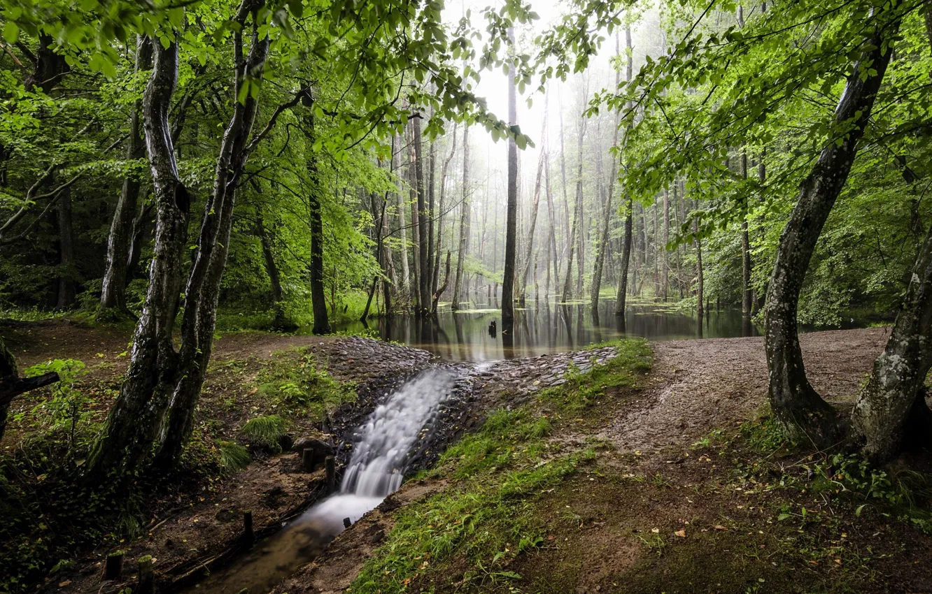 Photo wallpaper forest, nature, stream