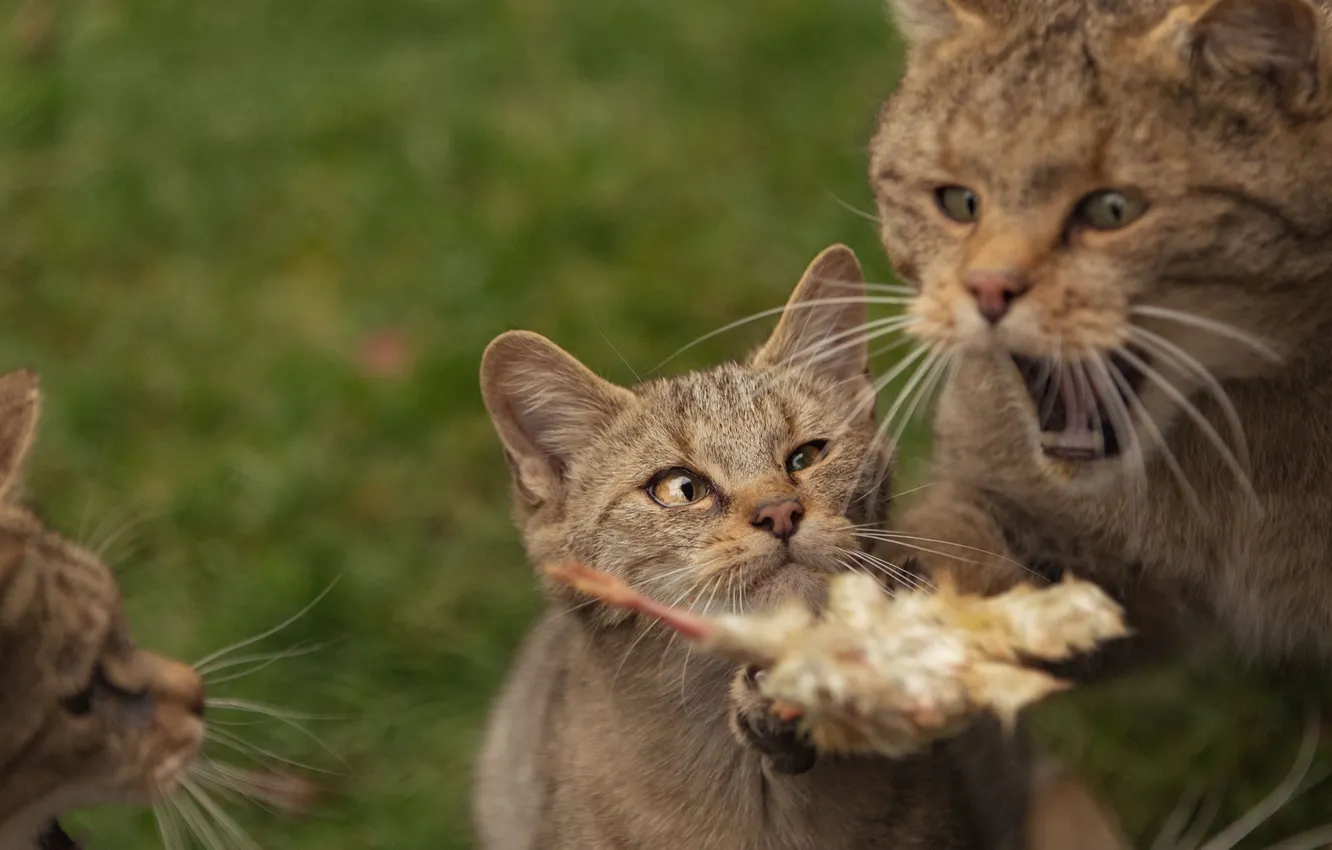 Photo wallpaper cat, kitty, wild cat, forest cat