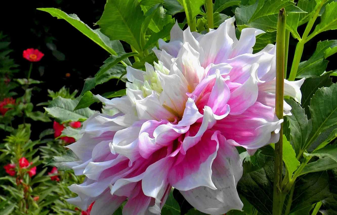 Photo wallpaper summer, flowers, dahlias