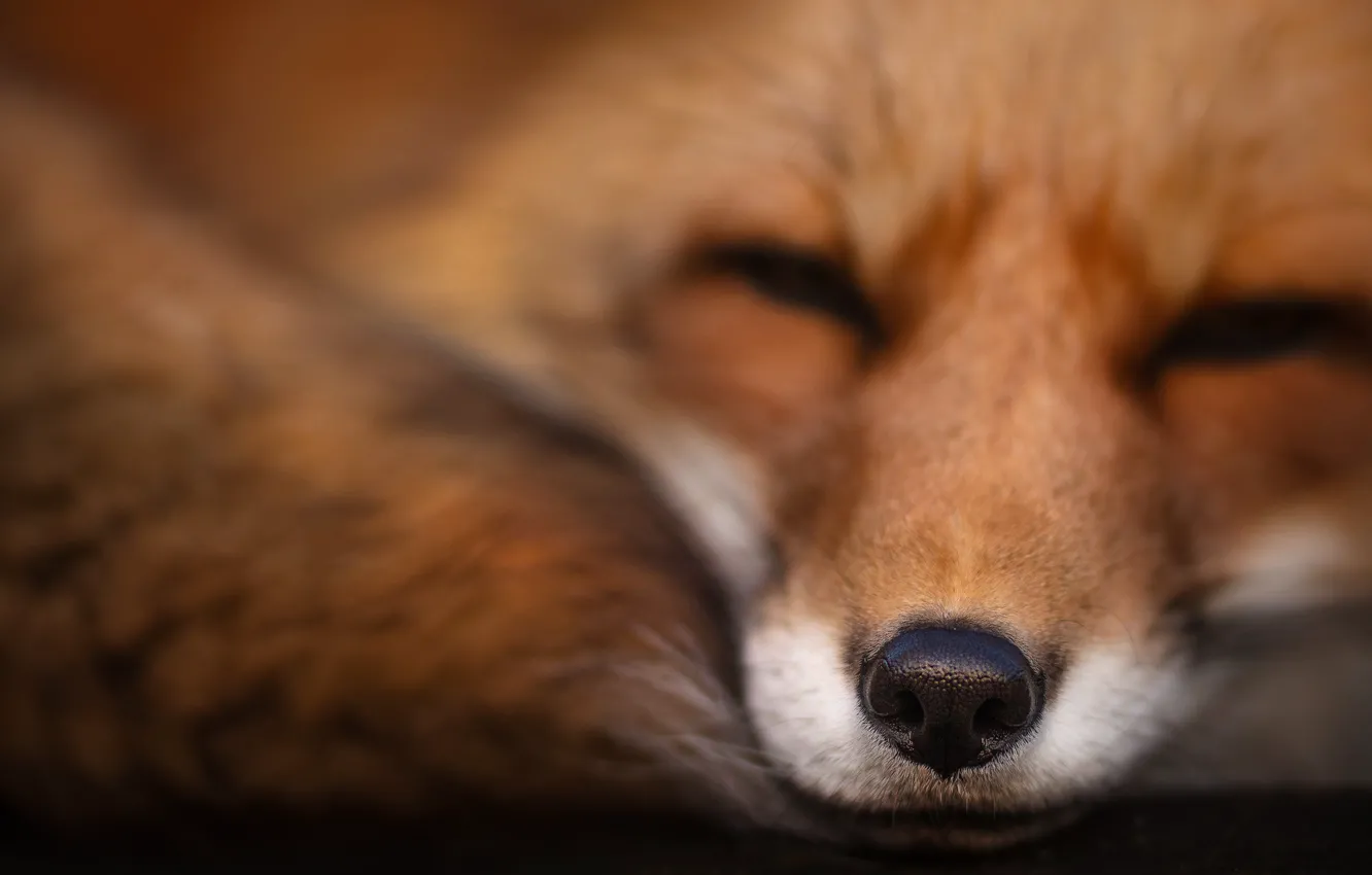 Photo wallpaper nose, Fox, beast
