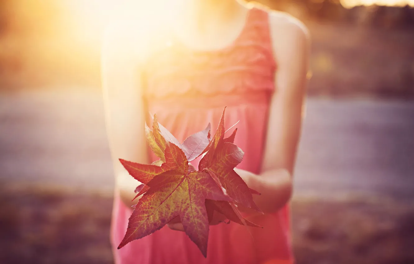Photo wallpaper leaves, the sun, red