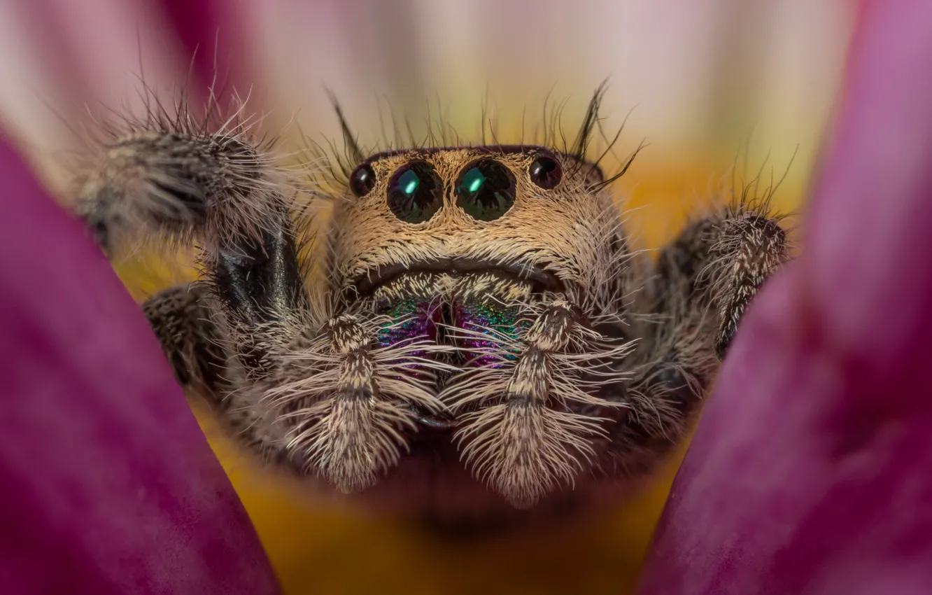 Photo wallpaper look, macro, flowers, spider, petals, pink, bokeh, jumper