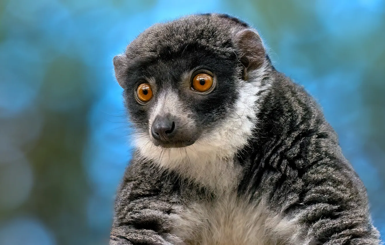 Photo wallpaper background, lemur, face, Mongoose lemur