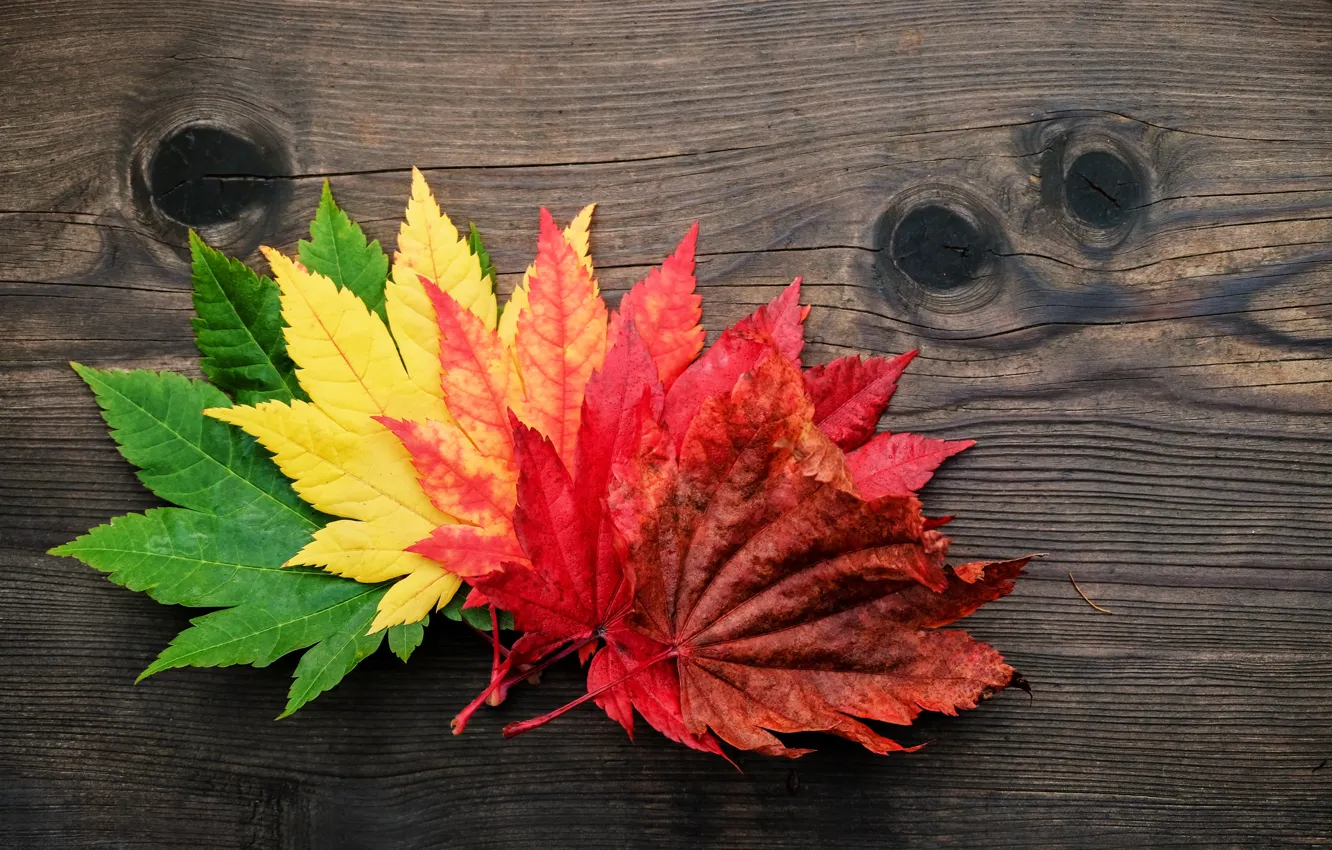 Photo wallpaper autumn, leaves, colorful, maple, wood, autumn, leaves, maple