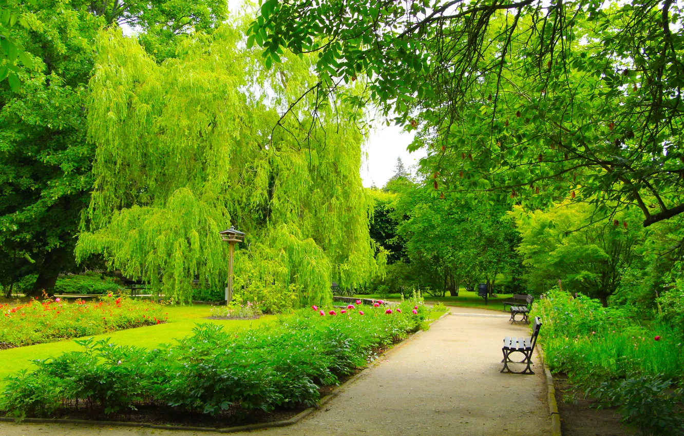 Photo wallpaper trees, park, alley