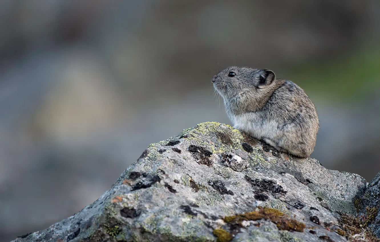 Photo wallpaper look, grey, background, stone, profile, animal, sitting, rodent
