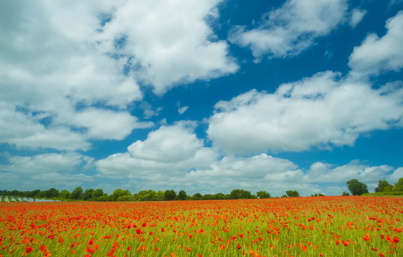 Photo wallpaper field, the sky, clouds, blue, Maki, space, poppy field