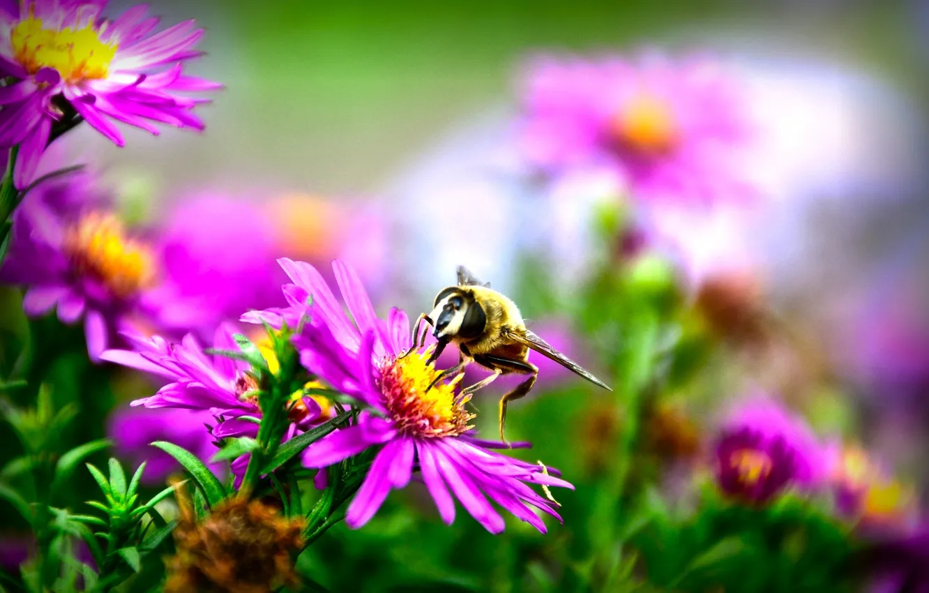Photo wallpaper autumn, macro, flowers, nature, bee, blur, flora