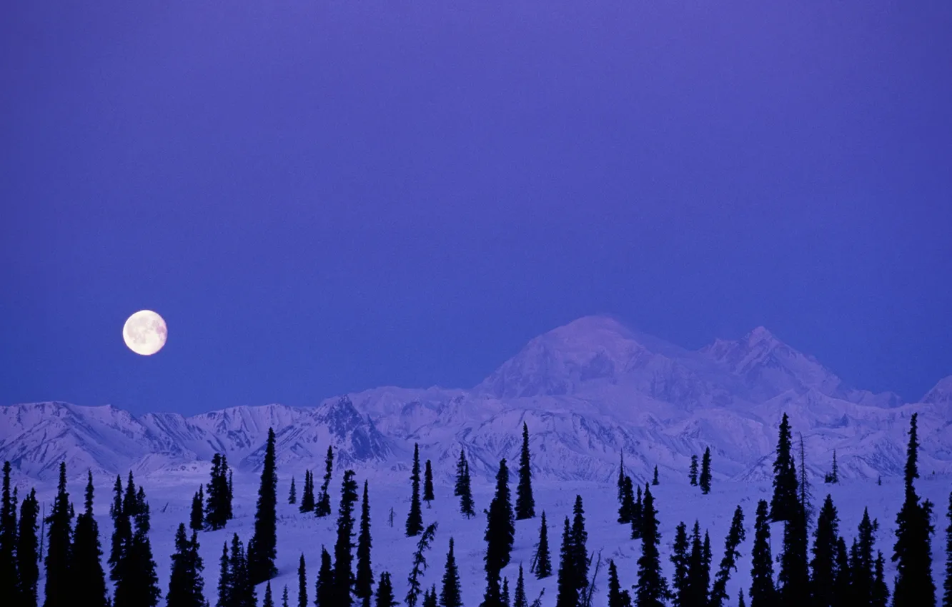 Photo wallpaper winter, forest, the sky, stars, clouds, snow, trees, landscape