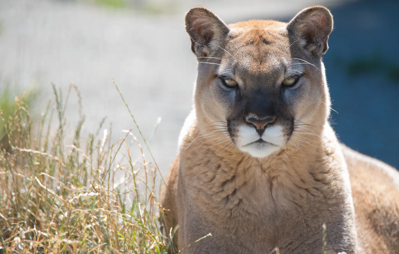 Photo wallpaper predator, Puma, wild cat, mountain lion, Cougar