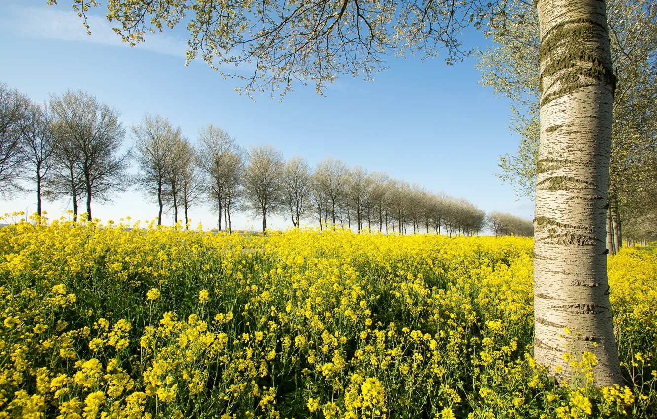 Photo wallpaper the sky, flowers, yellow, rape, rapeseed field