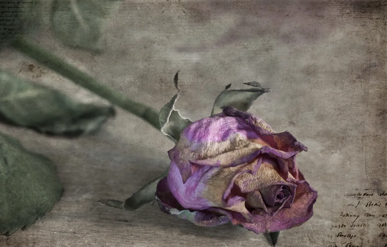 Photo wallpaper style, background, roses