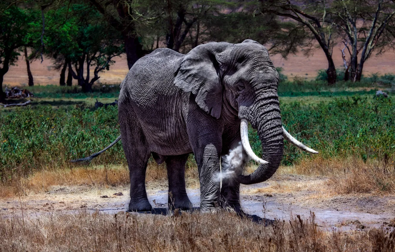 Photo wallpaper look, face, trees, nature, glade, elephant, dust, couples