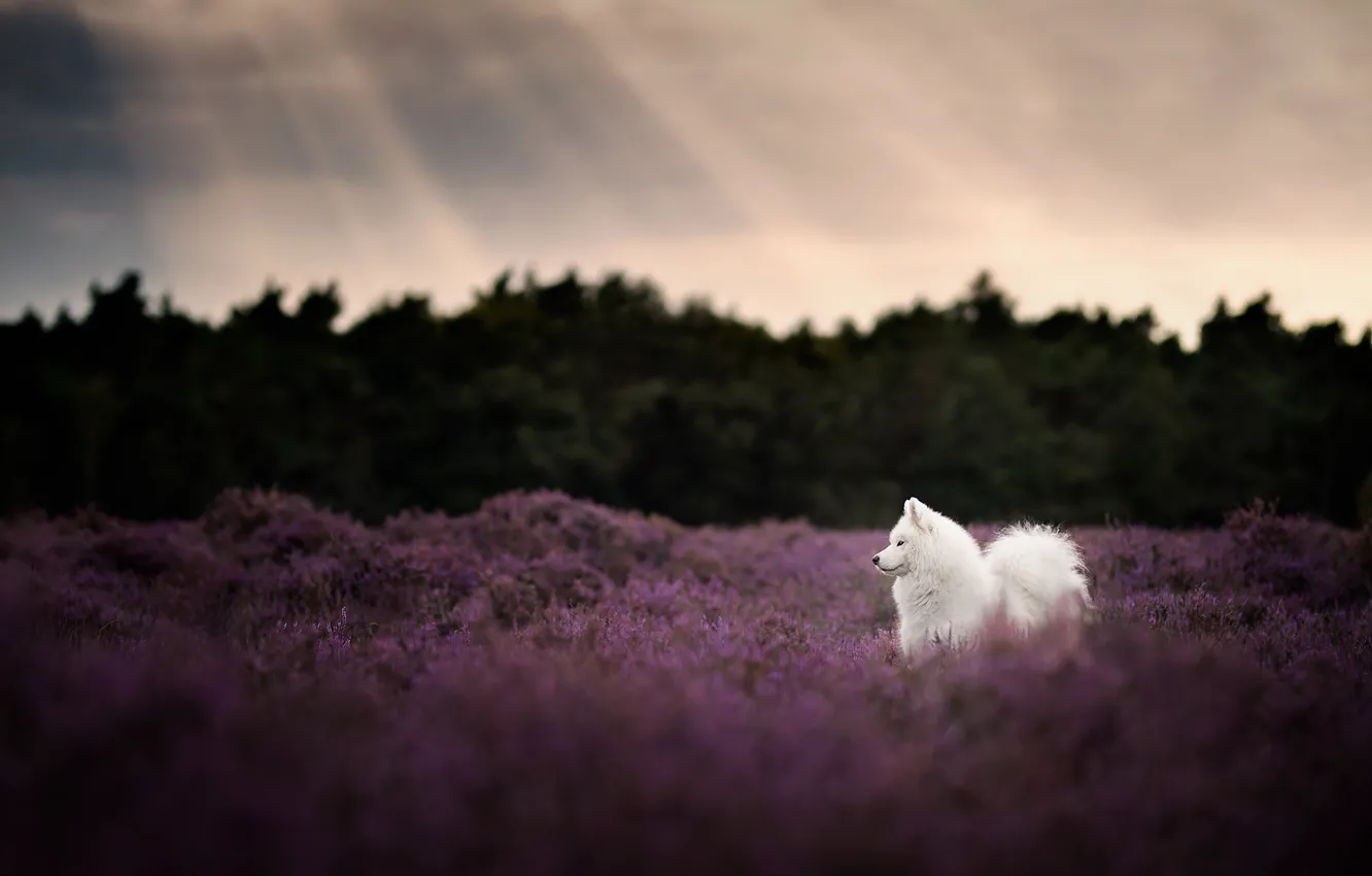 Photo wallpaper field, forest, white, the sky, look, rays, light, flowers