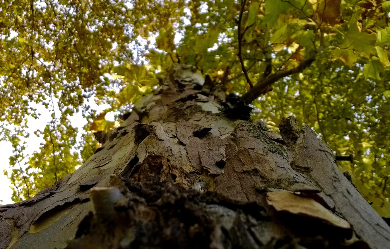 Photo wallpaper wood, autumn, tree, greenery, cortex