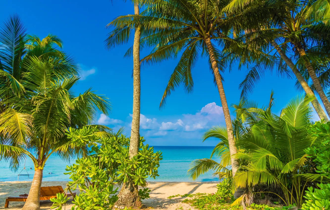 Photo wallpaper beach, summer, palm trees, Nature, Tropics