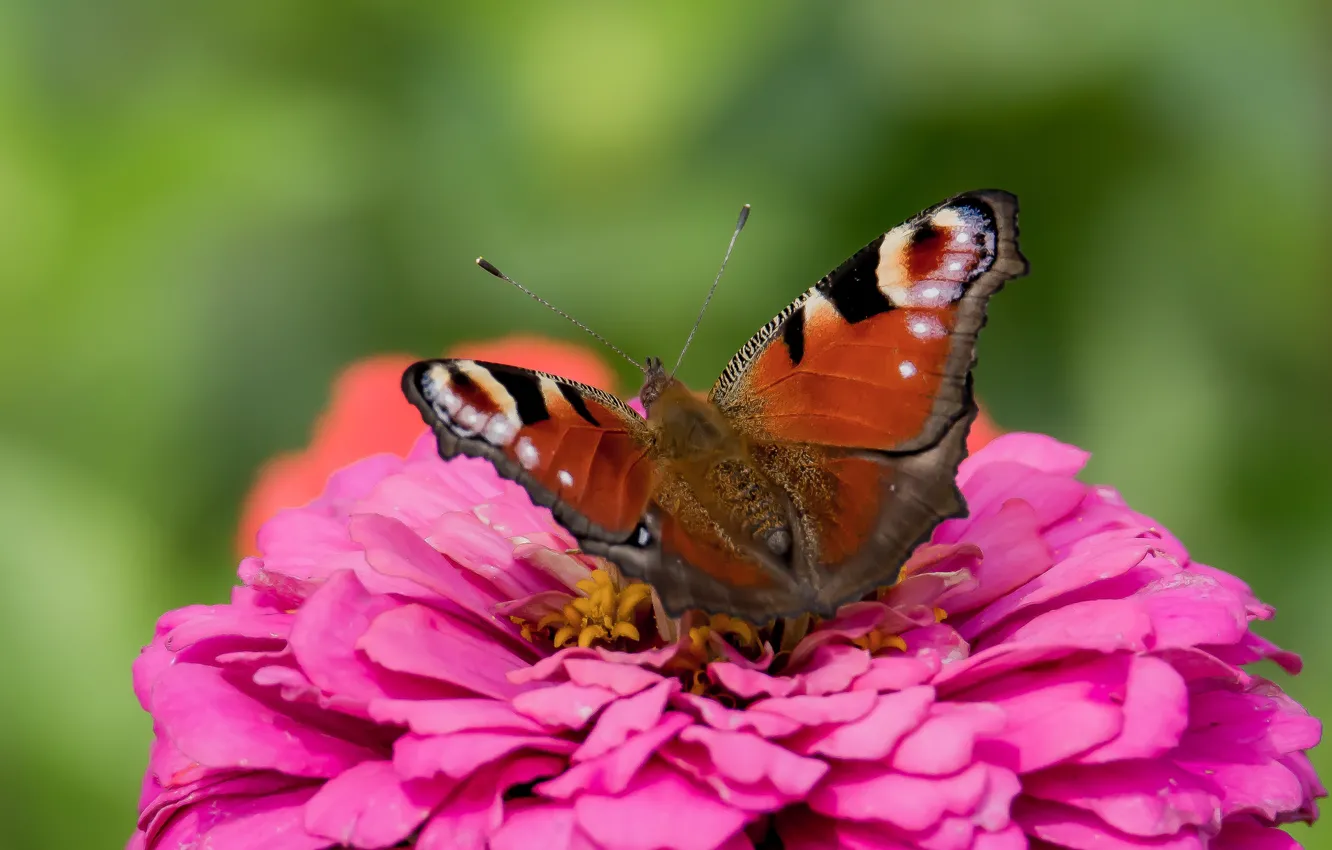 Photo wallpaper summer, flowers, butterfly, peacock