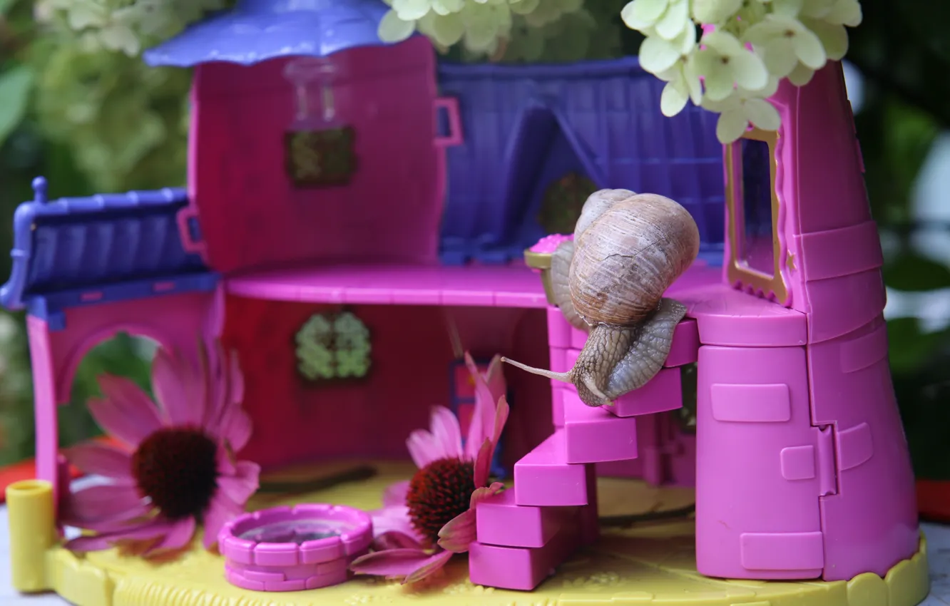 Photo wallpaper purple, flowers, background, pink, snail, house, a doll's house, curiosity