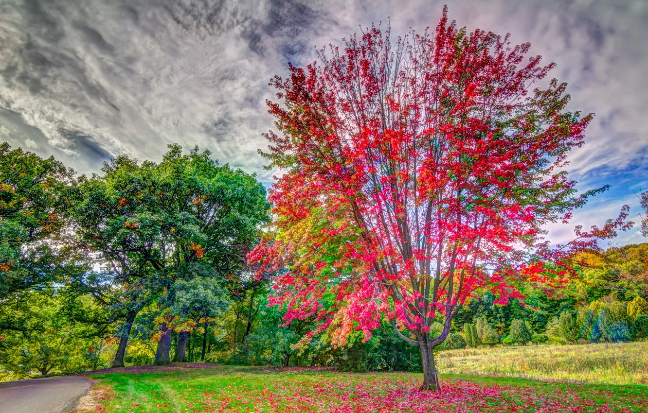 Photo wallpaper Landscape, Road, Fall Color