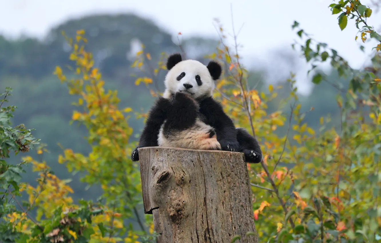 Photo wallpaper autumn, forest, Panda, bear