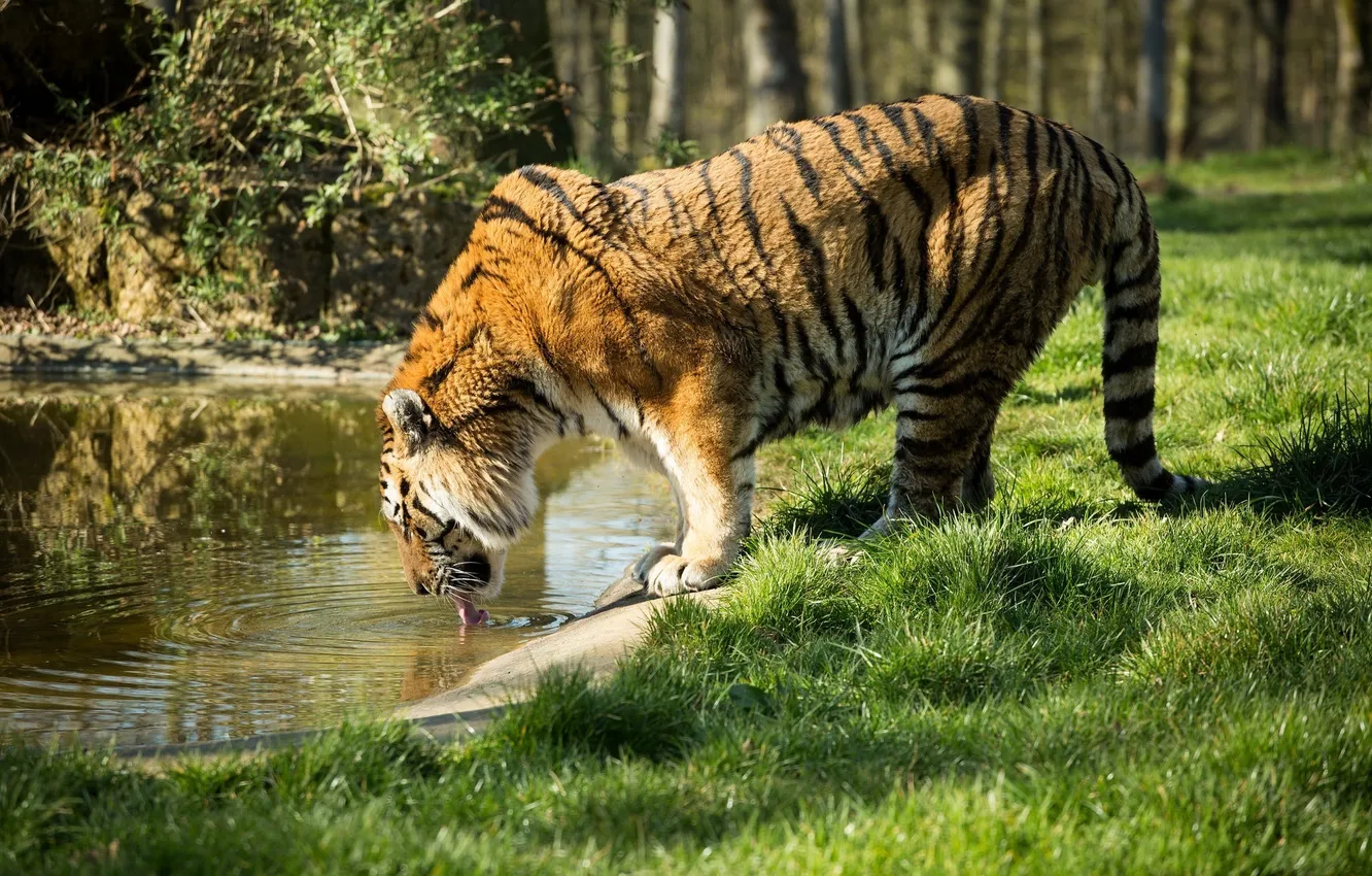 Photo wallpaper tiger, predator, profile, drink, wild cat