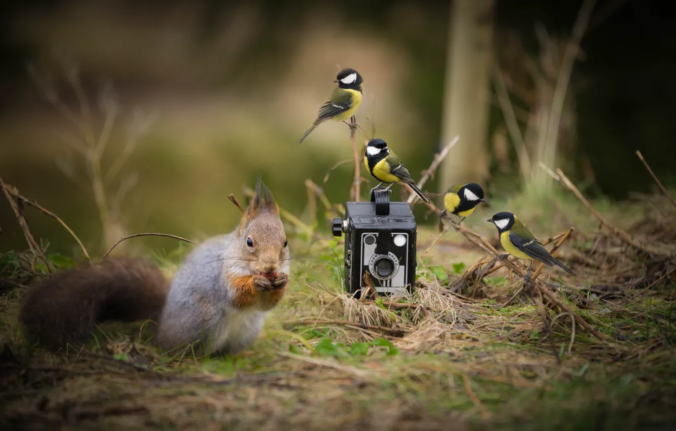 Photo wallpaper forest, grass, nature, bird, the situation, camera, protein, the camera