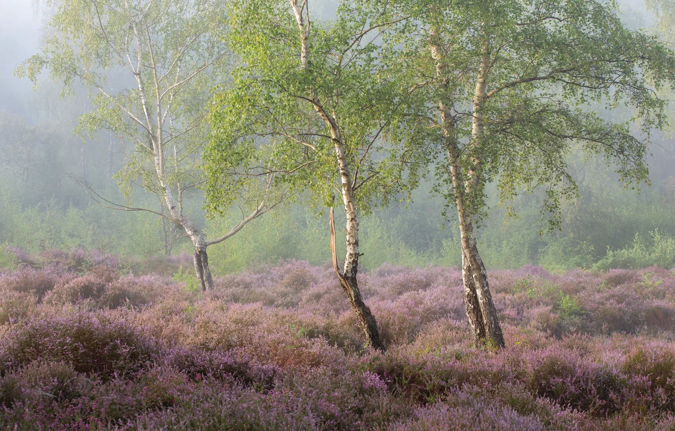 Photo wallpaper flowers, fog, morning, birch, Heather