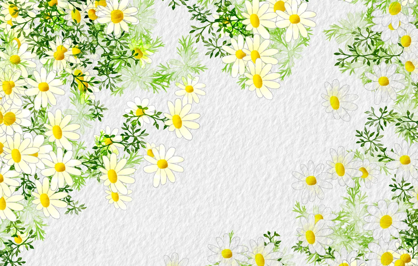 Photo wallpaper flowers, background, chamomile, petals