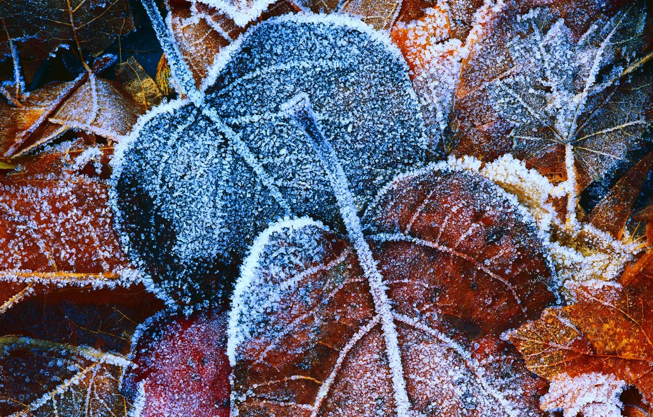 Photo wallpaper BACKGROUND, ICE, LEAVES, LEAF, YELLOW, AUTUMN, FOLIAGE, FROST