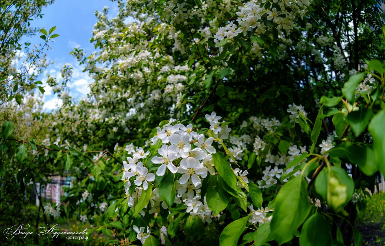Photo wallpaper spring, Apple orchard, The Apple trees in Bloom