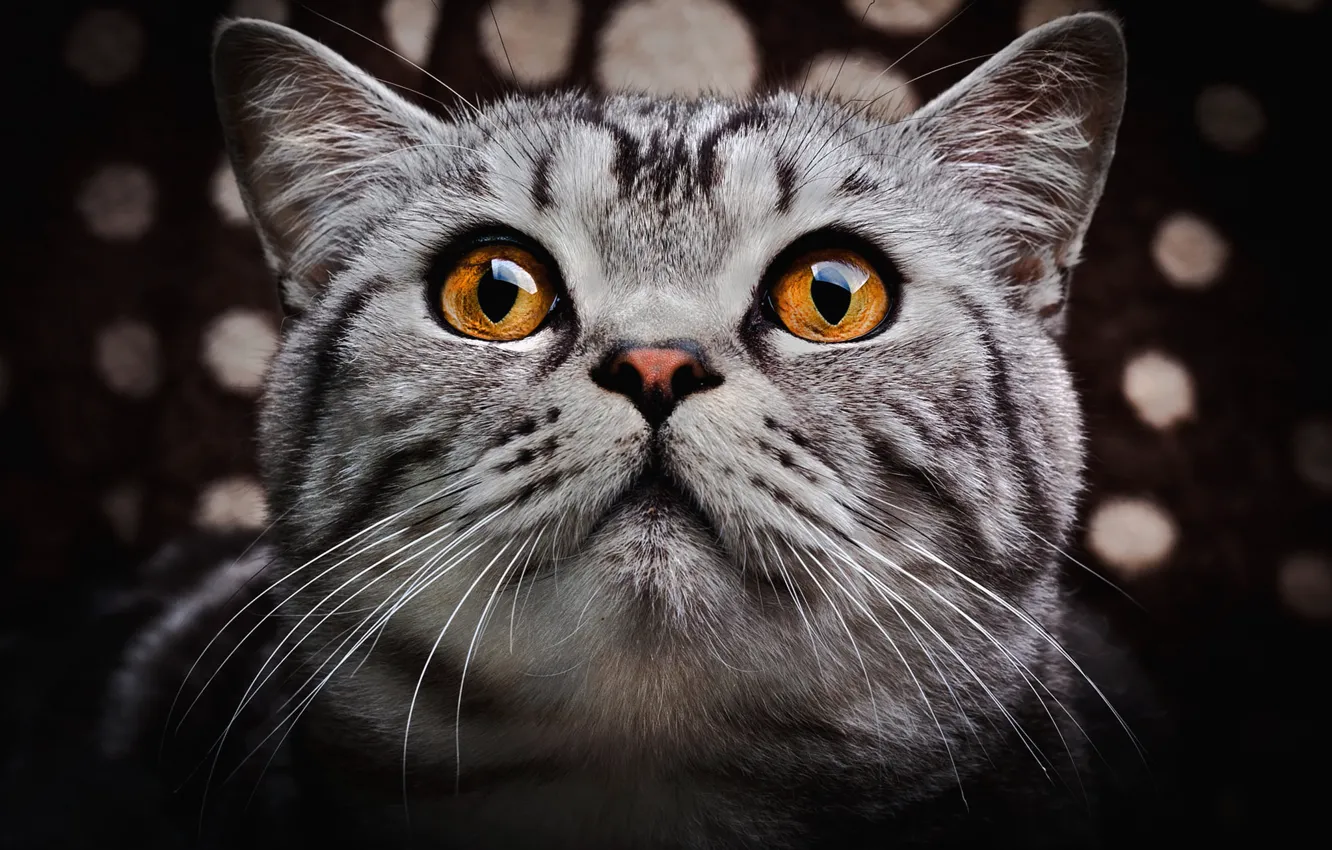 Photo wallpaper cat, eyes, cat, face, close-up, the dark background, grey, portrait